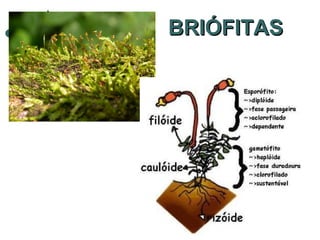 BRIÓFITAS   
