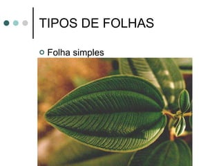 TIPOS DE FOLHAS Folha simples 