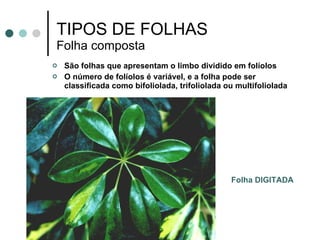 TIPOS DE FOLHAS Folha composta  São folhas que apresentam o limbo dividido em folíolos O número de folíolos é variável, e a folha pode ser classificada como bifoliolada, trifoliolada ou multifoliolada Folha DIGITADA 