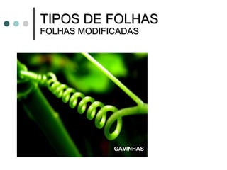 TIPOS DE FOLHAS FOLHAS MODIFICADAS GAVINHAS 
