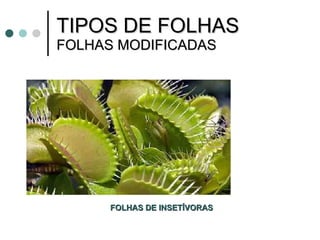 TIPOS DE FOLHAS FOLHAS MODIFICADAS FOLHAS DE INSETÍVORAS 