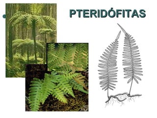 PTERIDÓFITAS 