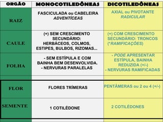 FASCICULADA ou CABELEIRA ADVENTÍCEAS AXIAL ou PIVOTANTE  RADICULAR   (+) SEM CRESCIMENTO SECUNDÁRIO: HERBÁCEOS, COLMOS, ESTIPES, BULBOS, RIZOMAS...   (+) COM CRESCIMENTO SECUNDÁRIO: TRONCOS (* RAMIFICAÇÕES )   - SEM ESTÍPULA E COM BAINHA BEM DESENVOLVIDA.  - NERVURAS PARALELAS   -  PODE  APRESENTAR ESTÍPULA, BAINHA REDUZIDA (+/-) - NERVURAS RAMIFICADAS   FLORES TRÍMERAS   PENTÂMERAS ou 2 ou 4 (+/-)   1 COTILÉDONE   2 COTILÉDONES   