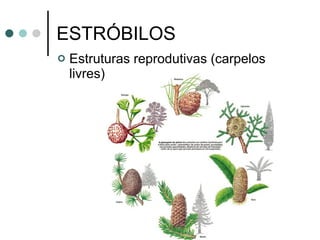 ESTRÓBILOS Estruturas reprodutivas (carpelos livres) 
