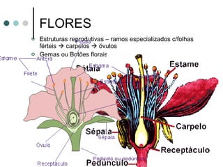 FLORES Estruturas reprodutivas – ramos especializados c/folhas férteis    carpelos    óvulos Gemas ou Botões florais  sépalas pedúnculo pedúnculo   