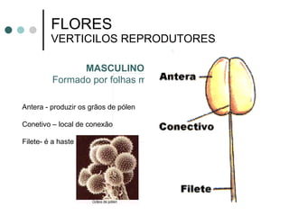 FLORES VERTICILOS REPRODUTORES Antera - produzir os grãos de pólen Conetivo – local de conexão Filete- é a haste MASCULINO – ANDROCEU   Formado por folhas modificadas = ESTAMES 