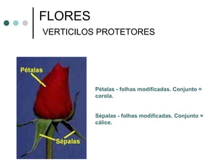 FLORES   VERTICILOS PROTETORES Pétalas - folhas modificadas. Conjunto = corola. Sépalas - folhas modificadas. Conjunto = cálice. 