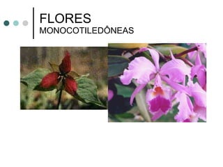 FLORES  MONOCOTILEDÔNEAS 