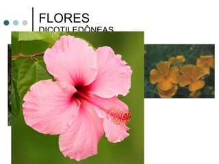 FLORES DICOTILEDÔNEAS 