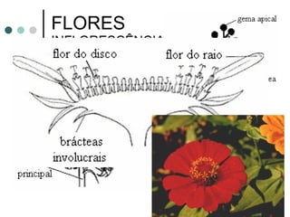 FLORES  INFLORESCÊNCIAS 