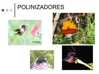 POLINIZADORES 