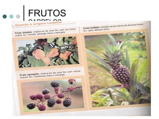 FRUTOS CARPELOS  SIMPLES 
