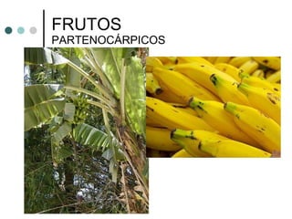 FRUTOS  PARTENOCÁRPICOS 