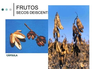FRUTOS SECOS DEISCENTES CÁPSULA  LEGUME 