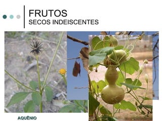 FRUTOS  SECOS INDEISCENTES AQUÊNIO SÂMARA 