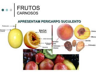 FRUTOS CARNOSOS APRESENTAM PERICARPO SUCULENTO   BAGA   