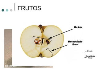 FRUTOS PSEUDOFRUTOS ORIGINADO DO RECEPTÁCULO   