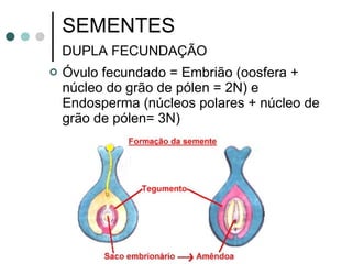 SEMENTES  DUPLA FECUNDAÇÃO   Óvulo fecundado = Embrião (oosfera + núcleo do grão de pólen = 2N) e Endosperma (núcleos polares + núcleo de grão de pólen= 3N)  