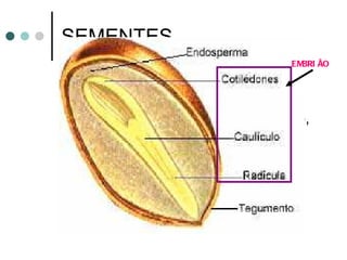 SEMENTES PARTES EMBRIÃO (primórdio de raiz,caulículo, cotilédone (s)) ENDOSPERMA - NUTRIÇÃO INTEGUMENTO - CASCA EMBRIÃO 