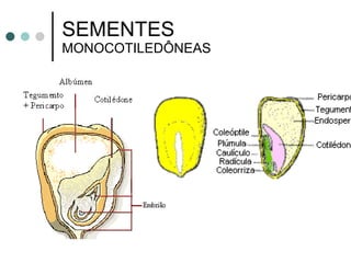 SEMENTES  MONOCOTILEDÔNEAS 
