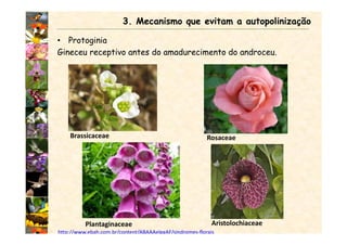 • Protoginia
Gineceu receptivo antes do amadurecimento do androceu.
Plantaginaceae Aristolochiaceae
Brassicaceae Rosaceae
3. Mecanismo que evitam a autopolinização
http://www.ebah.com.br/content/ABAAAelggAF/sindromes-florais
 