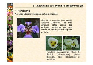 Hercogamia
Arranjo espacial impede a autopolinização.
Neomarica caerulea (Ker Gawl.)
Sprague (Iridaceae): os três
estames estão abaixo dos
estigmas, separados por uma
lâmina de tecido produzida pelos
estiletes.
3. Mecanismo que evitam a autopolinização
Sagittaria montevidensis Cham. &
Schltdl. (Alismataceae): planta
monoica, flores masculinas e
femininas
 