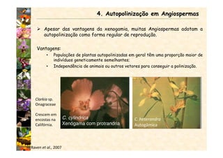 Apesar das vantagens da xenogamia, muitas Angiospermas adotam a
autopolinização como forma regular de reprodução.
Vantagens:
• Populações de plantas autopolinizadas em geral têm uma proporção maior de
indivíduos geneticamente semelhantes;
• Independência de animais ou outros vetores para conseguir a polinização.
4. Autopolinização em Angiospermas
Clarkia sp.
Onagraceae
Crescem em
encostas na
Califórnia.
C. cylindrica
Xenógama com protrandria
C. heterandra
Autogâmica
Raven et al., 2007
 