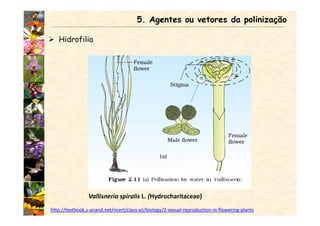 Hidrofilia
5. Agentes ou vetores da polinização
Vallisneria spiralis L. (Hydrocharitaceae)
http://textbook.s-anand.net/ncert/class-xii/biology/2-sexual-reproduction-in-flowering-plants
 