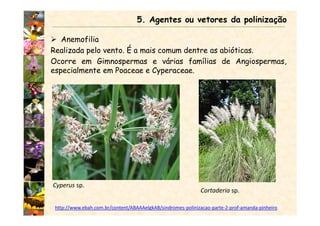 Anemofilia
Realizada pelo vento. É a mais comum dentre as abióticas.
Ocorre em Gimnospermas e várias famílias de Angiospermas,
especialmente em Poaceae e Cyperaceae.
5. Agentes ou vetores da polinização
Cortaderia sp.
http://www.ebah.com.br/content/ABAAAelgkAB/sindromes-polinizacao-parte-2-prof-amanda-pinheiro
Cyperus sp.
 