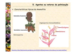 Características típicas da Anemofilia
5. Agentes ou vetores da polinização
Desenhos: http://djalmasantos.wordpress.com/2010/11/28/polinizacao-e-fecundacao-nas-espermatofitas/
Gimnosperma
Angiosperma monocotiledônea
 