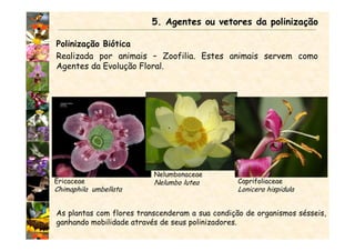 Polinização Biótica
Realizada por animais – Zoofilia. Estes animais servem como
Agentes da Evolução Floral.
5. Agentes ou vetores da polinização
Ericaceae
Chimaphila umbellata
Nelumbonaceae
Nelumbo lutea Caprifoliaceae
Lonicera hispidula
As plantas com flores transcenderam a sua condição de organismos sésseis,
ganhando mobilidade através de seus polinizadores.
.
 