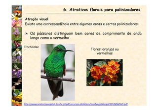 Atração visual
Existe uma correspondência entre algumas cores e certos polinizadores:
Os pássaros distinguem bem cores de comprimento de onda
longo como o vermelho.
6. Atrativos florais para polinizadores
Trochilidae
Flores laranjas ou
vermelhas
http://www.anatomiavegetal.ib.ufu.br/pdf-recursos-didaticos/morfvegetalorgaFECUNDACAO.pdf
 