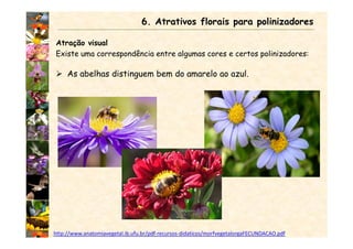 Atração visual
Existe uma correspondência entre algumas cores e certos polinizadores:
As abelhas distinguem bem do amarelo ao azul.
6. Atrativos florais para polinizadores
http://www.anatomiavegetal.ib.ufu.br/pdf-recursos-didaticos/morfvegetalorgaFECUNDACAO.pdf
 