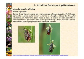 Atração visual e olfativa
Casos especiais:
Forma da corola serve como um atrativo sexual. Ophryx speculum, Orchidaceae,
apresenta a corola muito similar na forma e coloração à fêmea de Argorytes
mystaceus, um hemíptero. Desse modo, o macho é atraído por esse conjunto de
características e por odores específicos (feromônios) e tenta realizar a cópula,
realizando a polinização por confundir a flor com a fêmea.
6. Atrativos florais para polinizadores
http://www.anatomiavegetal.ib.ufu.br/pdf-recursos-didaticos/morfvegetalorgaFECUNDACAO.pdf
 