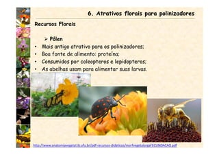 Recursos Florais
Pólen
• Mais antigo atrativo para os polinizadores;
• Boa fonte de alimento: proteína;
• Consumidos por coleopteros e lepidopteros;
• As abelhas usam para alimentar suas larvas.
6. Atrativos florais para polinizadores
http://www.anatomiavegetal.ib.ufu.br/pdf-recursos-didaticos/morfvegetalorgaFECUNDACAO.pdf
 