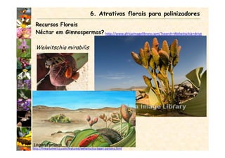 http://www.africaimagelibrary.com/?search=Welwitschia+drive
Recursos Florais
Néctar em Gimnospermas?
Welwitschia mirabilis
6. Atrativos florais para polinizadores
Logan Parsons
http://fineartamerica.com/featured/welwitschia-logan-parsons.html
 