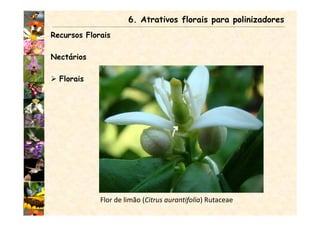 Recursos Florais
Nectários
Florais
6. Atrativos florais para polinizadores
Flor de limão (Citrus aurantifolia) Rutaceae
 