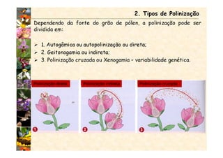 Dependendo da fonte do grão de pólen, a polinização pode ser
dividida em:
1. Autogâmica ou autopolinização ou direta;
2. Geitonogamia ou indireta;
3. Polinização cruzada ou Xenogamia – variabilidade genética.
2. Tipos de Polinização
Polinização direta Polinização indireta Polinização cruzada
 