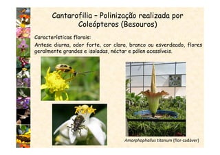 Cantarofilia – Polinização realizada por
Coleópteros (Besouros)
Amorphophallus titanum (flor-cadáver)
Características florais:
Antese diurna, odor forte, cor clara, branco ou esverdeado, flores
geralmente grandes e isoladas, néctar e pólen acessíveis.
 