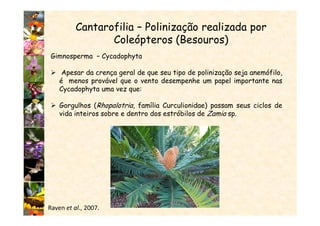 Cantarofilia – Polinização realizada por
Coleópteros (Besouros)
Gimnosperma – Cycadophyta
Apesar da crença geral de que seu tipo de polinização seja anemófilo,
é menos provável que o vento desempenhe um papel importante nas
Cycadophyta uma vez que:
Gorgulhos (Rhopalotria, família Curculionidae) passam seus ciclos de
vida inteiros sobre e dentro dos estróbilos de Zamia sp.
Raven et al., 2007.
 