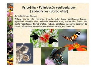 Psicofilia – Polinização realizada por
Lepdópteros (Borboletas)
Características florais:
Antese diurna, não fechando à noite, odor fraco geralmente fresco,
agradável, colorido vivo, incluindo vermelho puro, bordas das flores não
muito recortadas, flores eretas, radiais, achatadas na parte superior da
corola, néctar bem escondido em tubos estreitos, muito néctar.
 