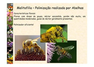 Melitofilia – Polinização realizada por Abelhas
Características florais:
Flores com áreas de pouso, néctar escondido, porém não muito, em
quantidades moderadas, guias de néctar geralmente presentes.
Polinizador eficiente!
 