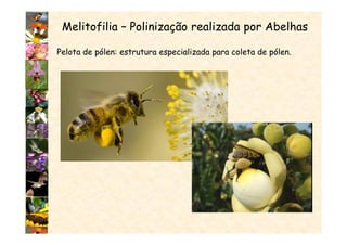Melitofilia – Polinização realizada por Abelhas
Pelota de pólen: estrutura especializada para coleta de pólen.
 