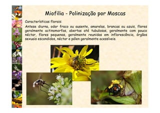 Miofilia - Polinização por Moscas
Características florais:
Antese diurna, odor fraco ou ausente, amarelas, brancas ou azuis, flores
geralmente actinomorfas, abertas até tubulosas, geralmente com pouco
néctar, flores pequenas, geralmente reunidas em inflorescência, órgãos
sexuais escondidos, néctar e pólen geralmente acessíveis.
 