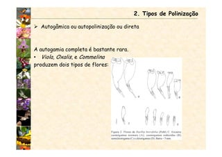 Autogâmica ou autopolinização ou direta
A autogamia completa é bastante rara.
• Viola, Oxalis, e Commelina
produzem dois tipos de flores:
2. Tipos de Polinização
 