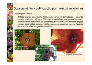 Apocynaceae
Stapelia grandiflora
Sapromiofilia - polinização por moscas varejeiras
Adaptações florais:
• Antese diurna, odor forte lembrando carne em putrefação, colorido
escuro, castanho, púrpura. Tricomas e apêndices nas partes internas,
que funcionam como área de apreensão, flores em geral isoladas, órgãos
sexuais escondidos, guias de néctar, em geral, ausentes, néctar (quando
presente) e pólen em geral escondidos.
Rafflesiaceae
Rafflesia arnoldii
Aristolochiaceae
Aristolochia gigantea
 