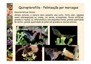 Quiropterofilia - Polinização por morcegos
Características florais:
Antese noturna, a maioria dura somente uma noite, forte odor, algumas
vezes esbranquiçada ou creme, cor parda, acinzentada, flores solitárias,
grandes e rígidas, ou inflorescência com pequenas flores, grande quantidade
de néctar, grande quantidade de pólen em grandes ou muitas anteras.
 