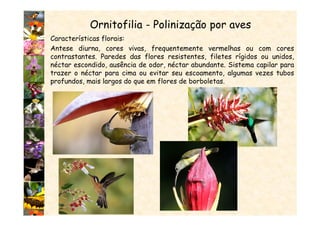 Ornitofilia - Polinização por aves
Características florais:
Antese diurna, cores vivas, frequentemente vermelhas ou com cores
contrastantes. Paredes das flores resistentes, filetes rígidos ou unidos,
néctar escondido, ausência de odor, néctar abundante. Sistema capilar para
trazer o néctar para cima ou evitar seu escoamento, algumas vezes tubos
profundos, mais largos do que em flores de borboletas.
 