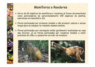 Mamíferos e Roedores
Cerca de 60 espécies de mamíferos e roedores já foram documentados
como polinizadores de aproximadamente 100 espécies de plantas,
sobretudo no Hemisfério Sul.
Flores polinizadas por primatas tendem a não produzir odores e serem
largas para se adequar ao tamanho desses animais.
Flores polinizadas por marsupiais estão geralmente localizadas na copa
das árvores, já as flores polinizadas por roedores tendem a estar
próximas do chão e a possuírem um odor de levedura.
 