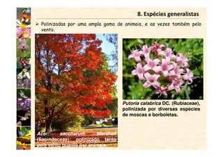 8. Espécies generalistas
Polinizadas por uma ampla gama de animais, e as vezes também pelo
vento.
Acer saccharum Marshall
(Sapindaceae): polinizado tanto
pelo vento quanto por animais.
Putoria calabrica DC. (Rubiaceae),
polinizada por diversas espécies
de moscas e borboletas.
 